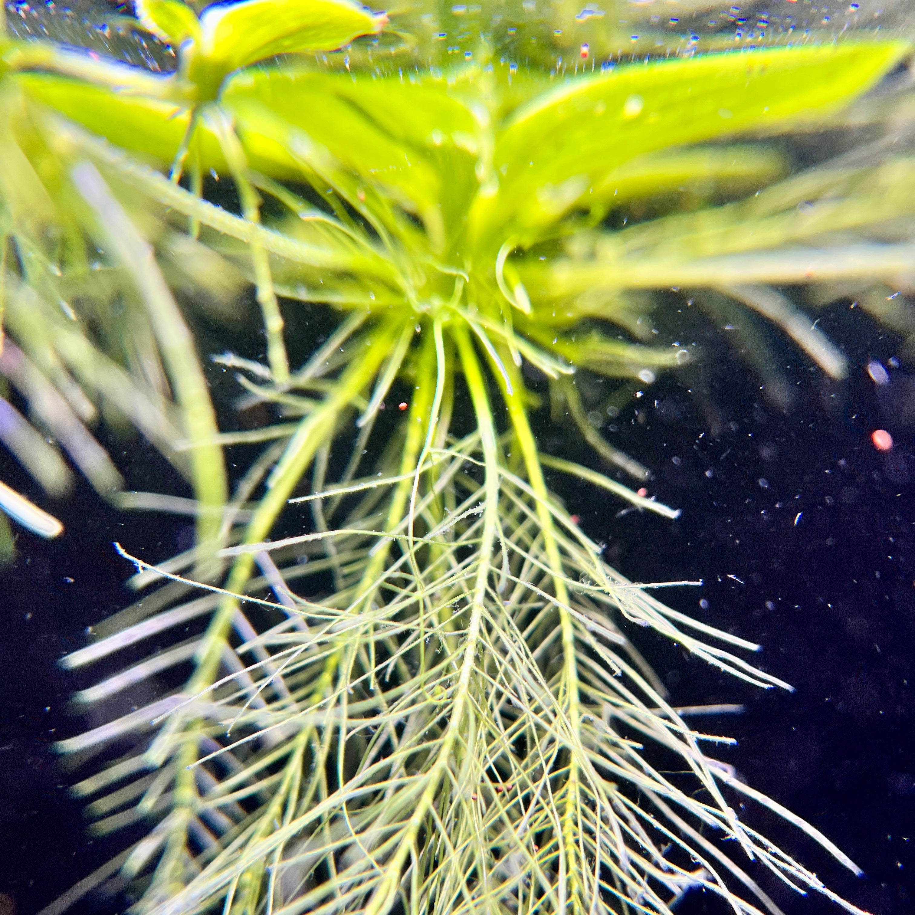 Dwarf Water Lettuce - Canada Guppies