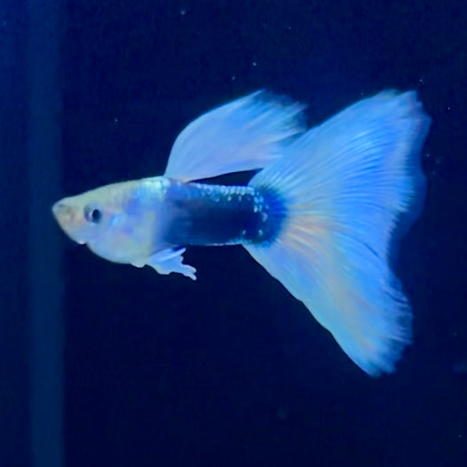 Half Black White (1st Place Winning Line) - Canada Guppies