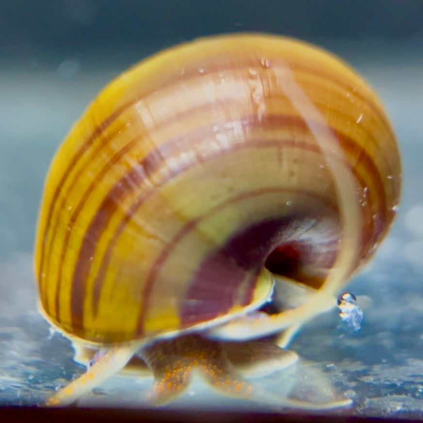 Cinnamon Mystery Snails - Canada Guppies