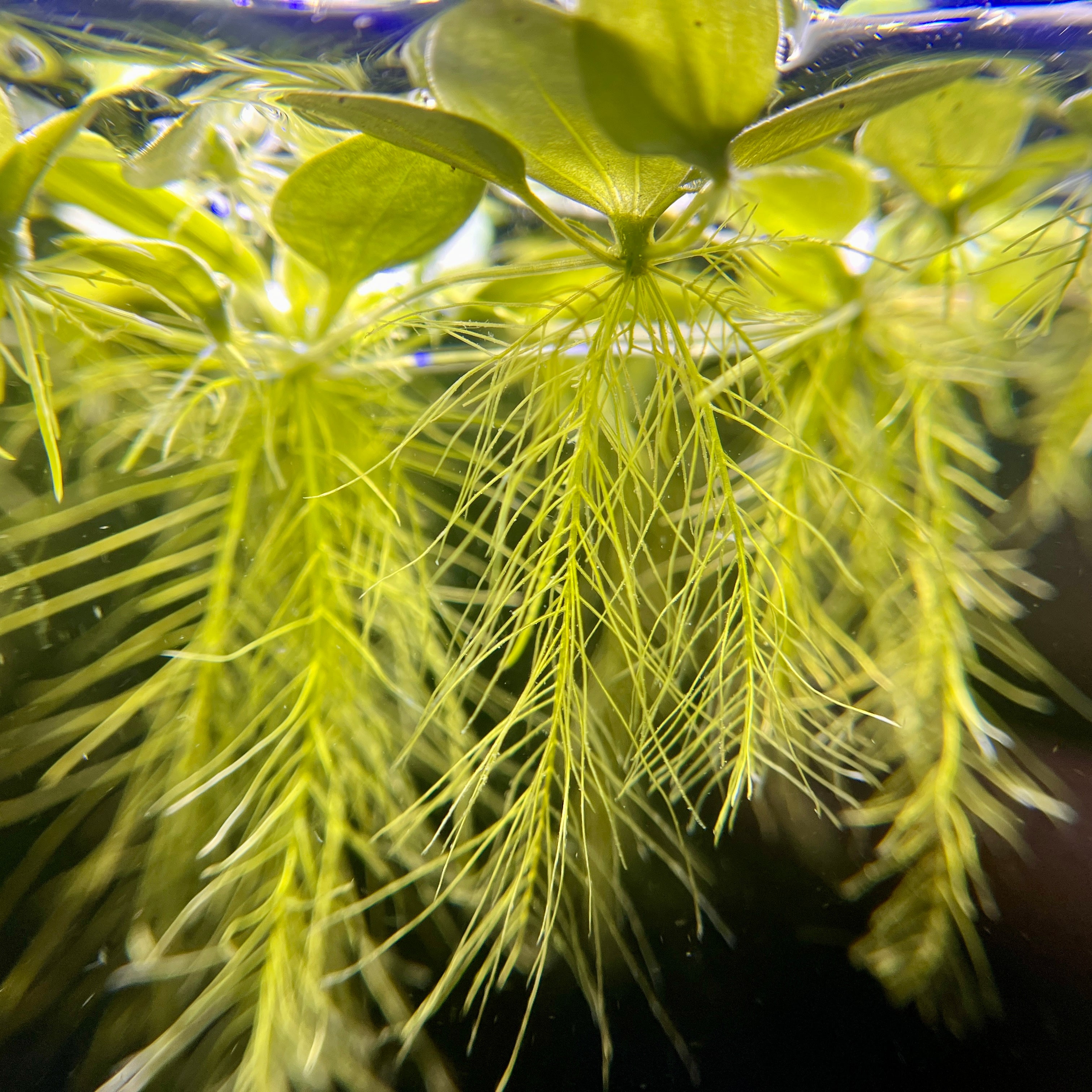 Dwarf Water Lettuce - Canada Guppies