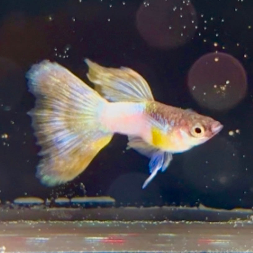 Pingu Short Body - Canada Guppies