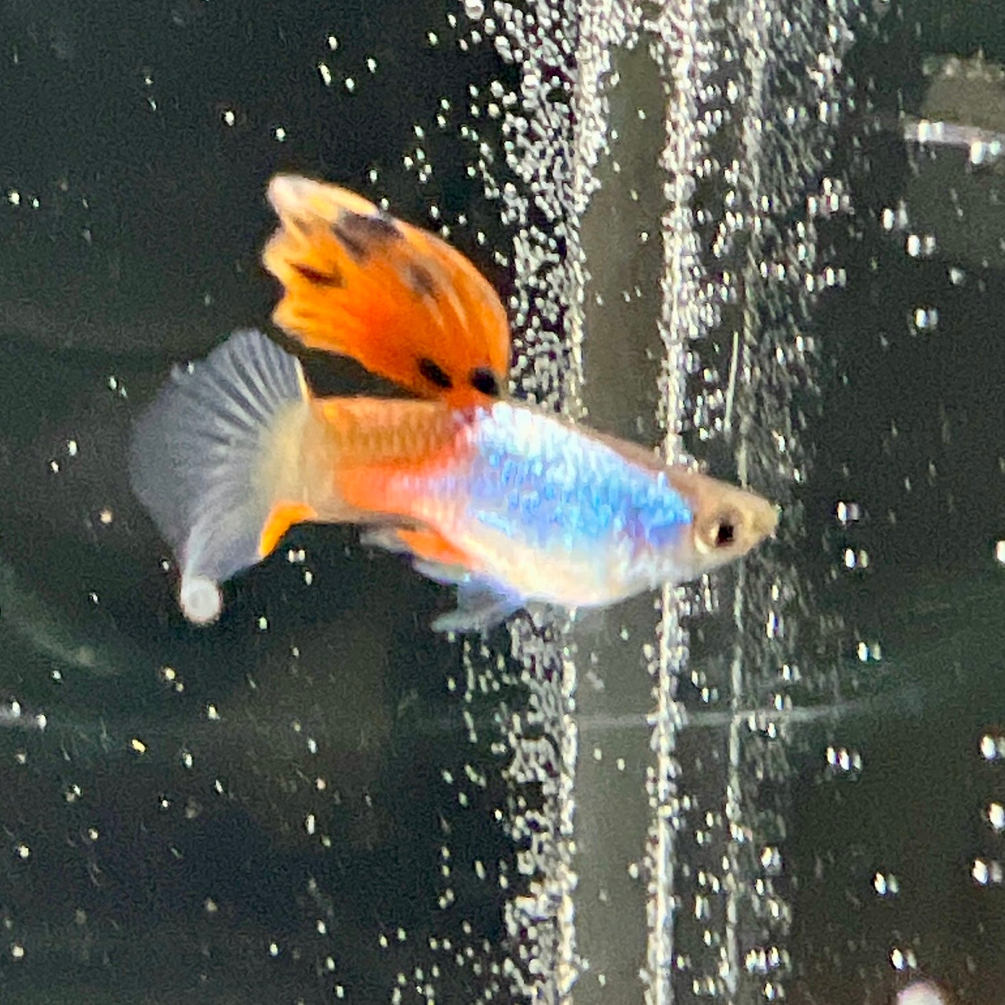 Silverado Red Short body - Canada Guppies