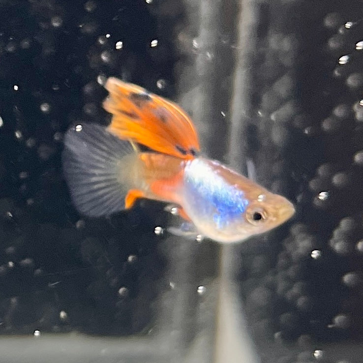 Silverado Red Short body - Canada Guppies