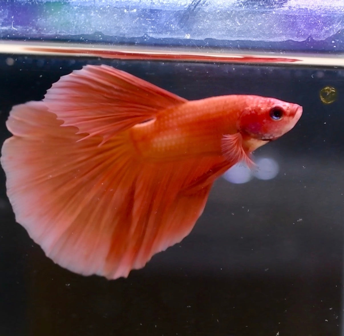 Perfect Peach Halfmoon A13
