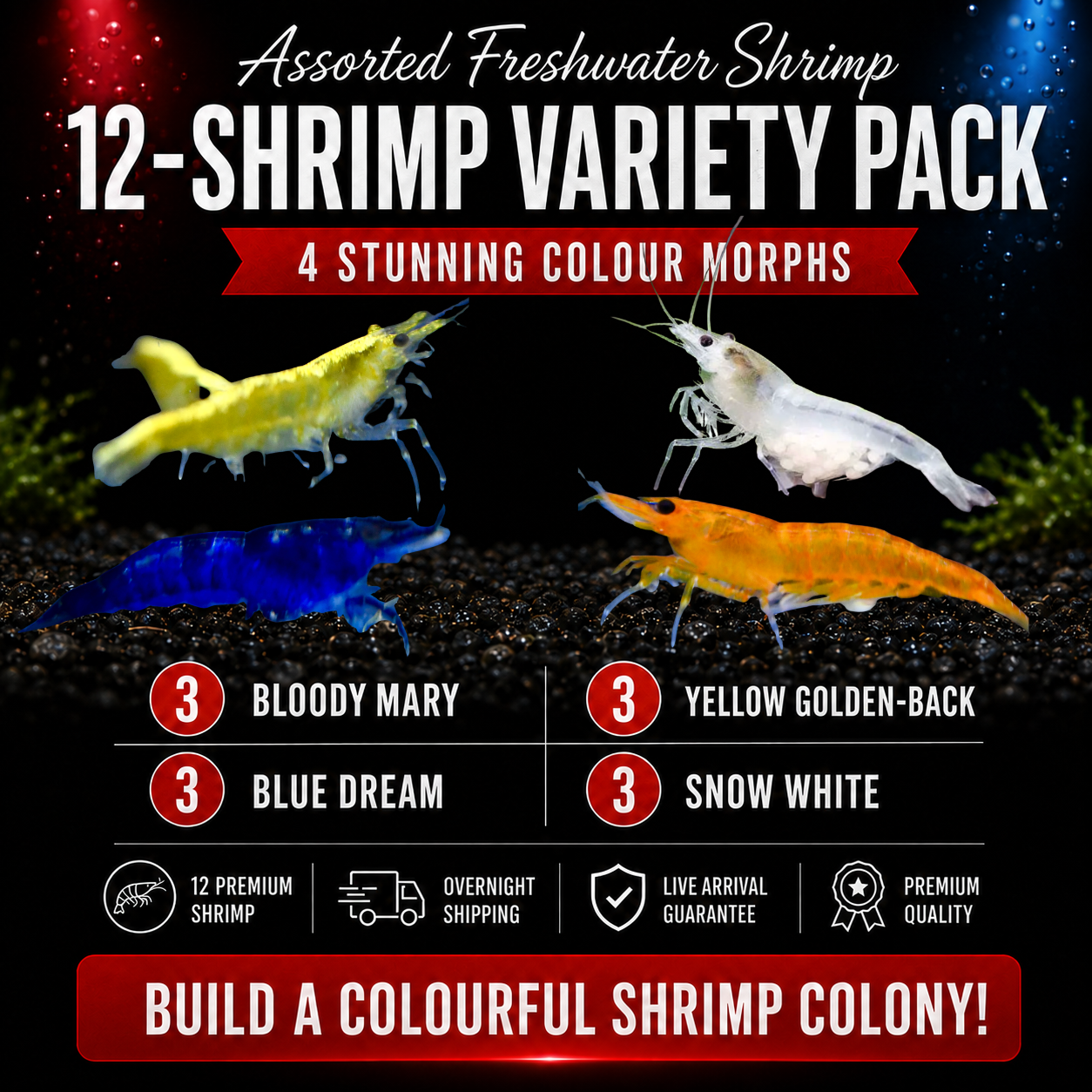 12 Shrimp Multi-Colour Pack