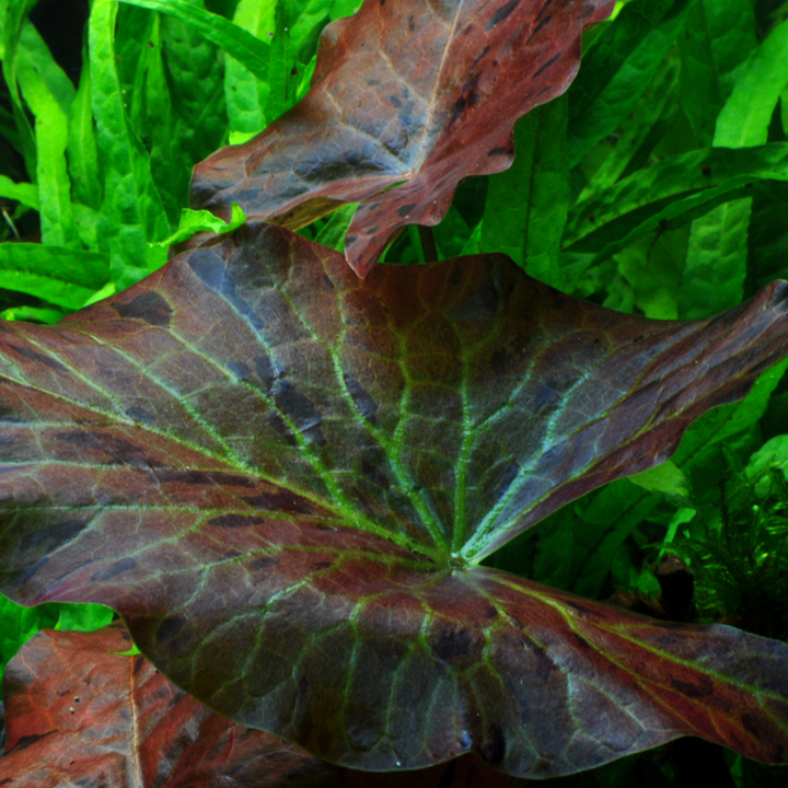 Tiger Lotus (Nymphaea lotus) Pot
