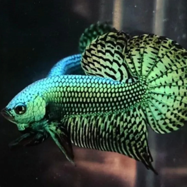 Green Alien Betta Pair
