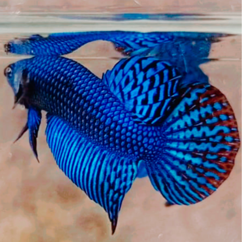 Blue Alien Betta Pair