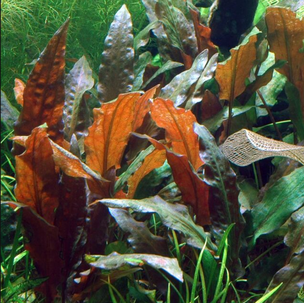 Cryptocoryne wendtii 'Mi Oya' 1-2-Grow