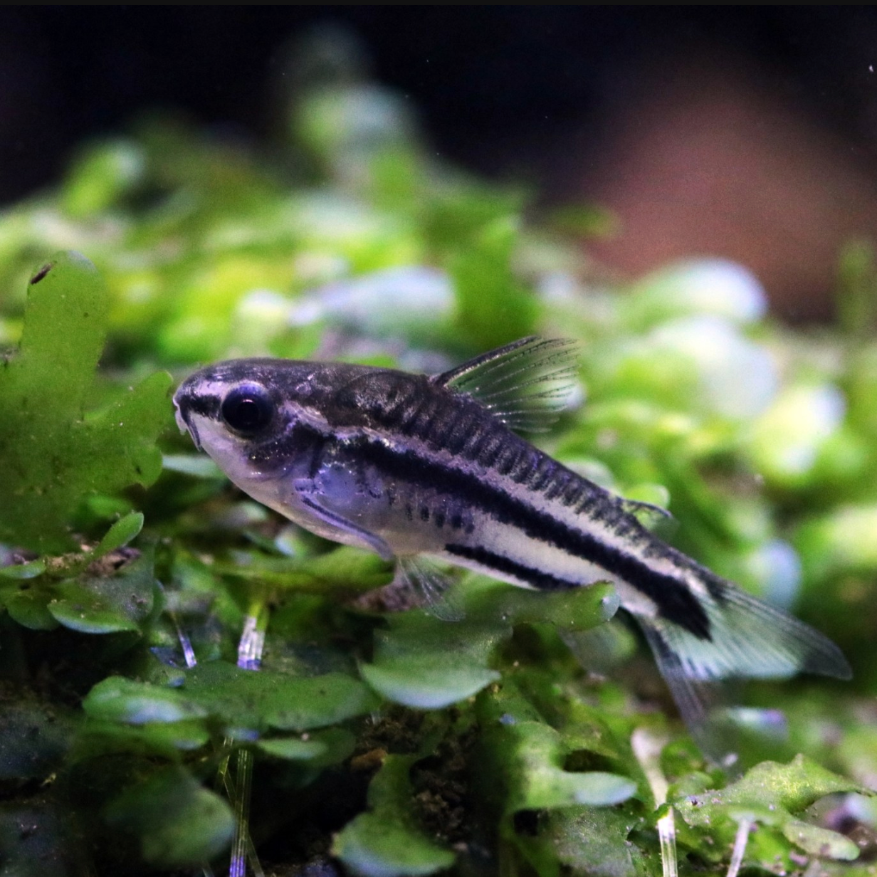 Pygmy Corydora