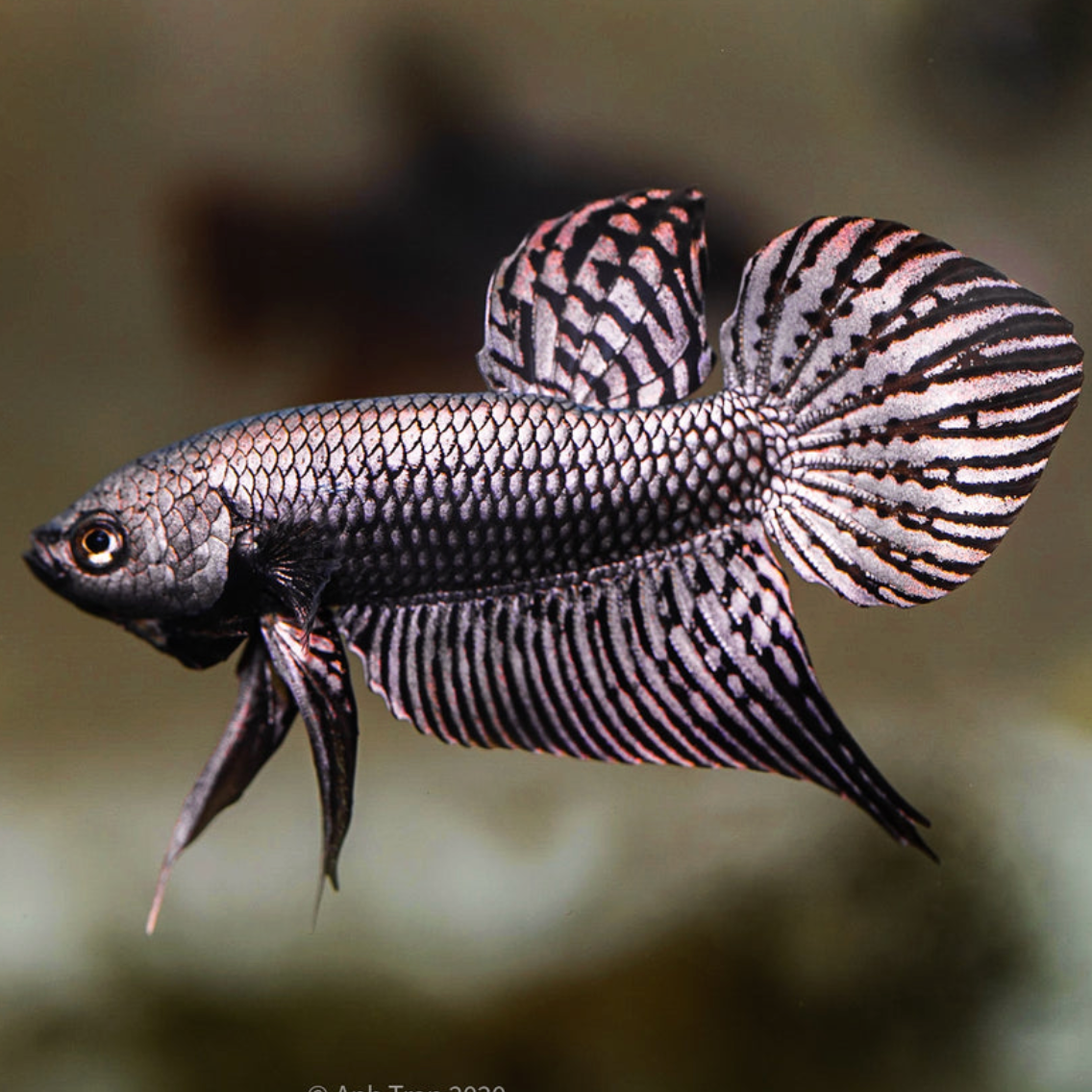 Copper Alien Betta