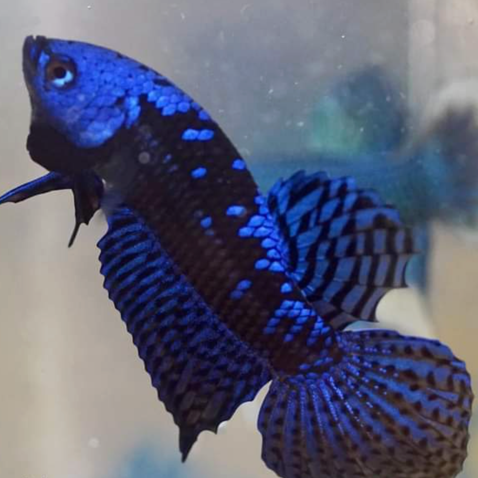 Blue Samurai Alien Betta