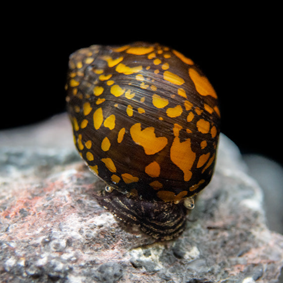 Yellow Batik Nerite Snail