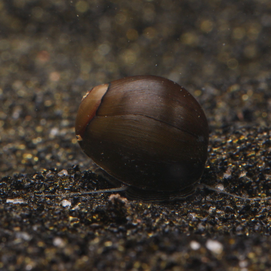 Olive Nerite Snail
