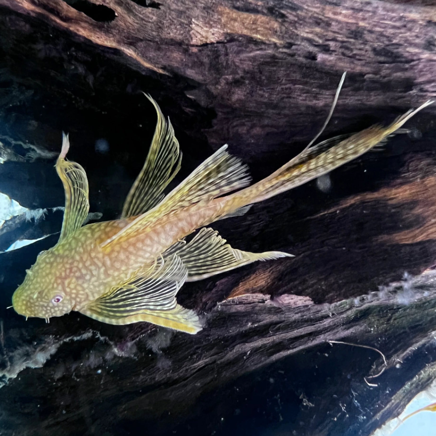 Albino Long-Fin Bristlenose Pleco