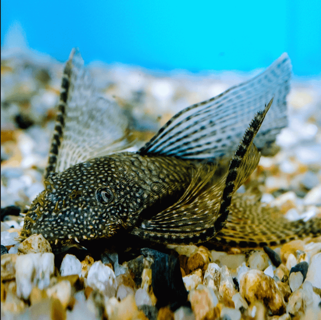Long-Fin Bristlenose Pleco