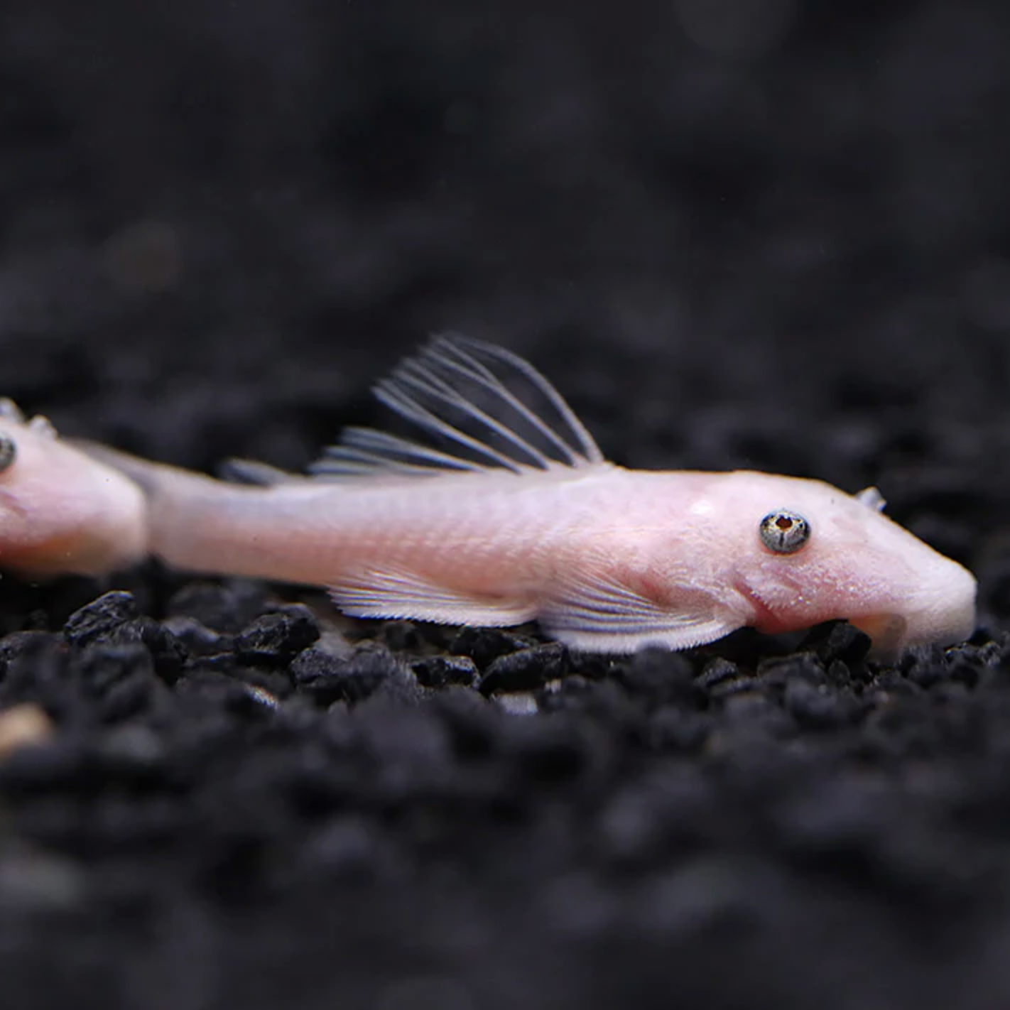 Snow White Bristlenose Pleco