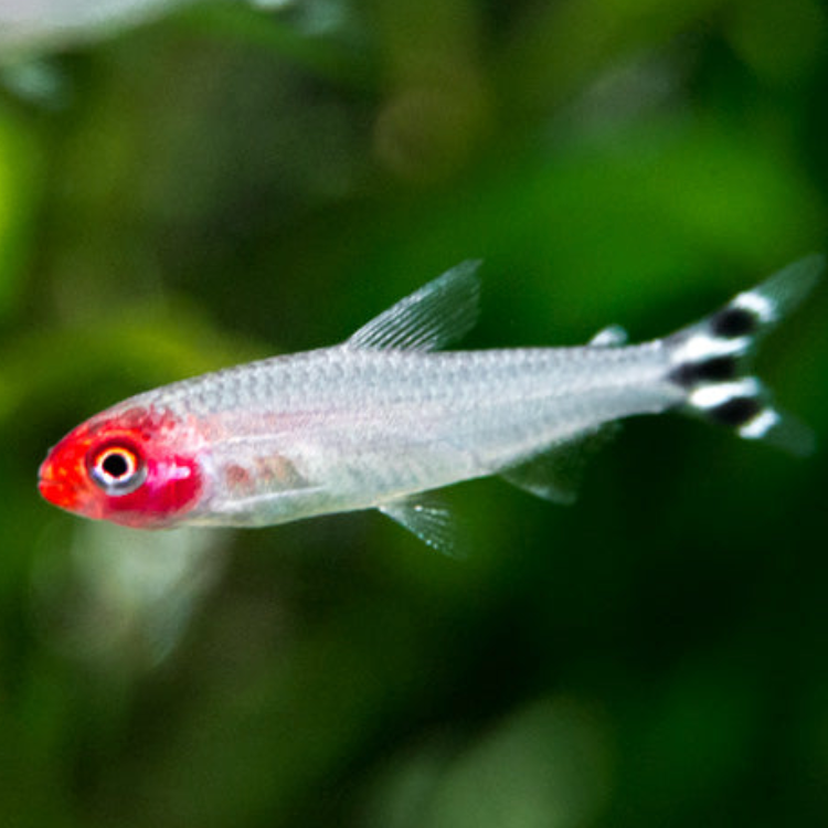 Rummynose Tetra