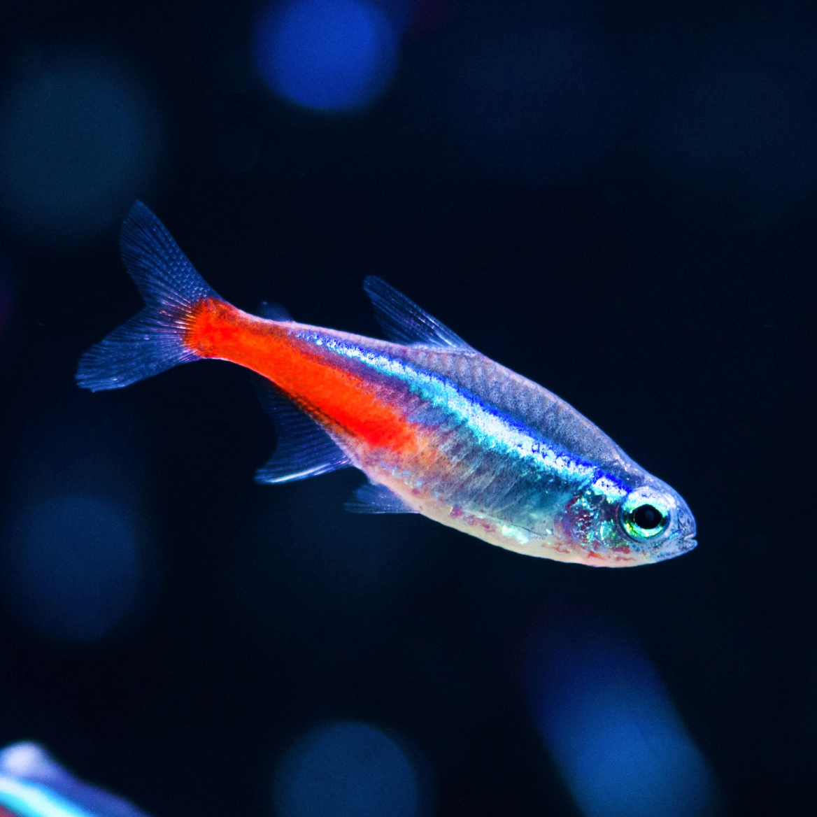 Neon Tetra