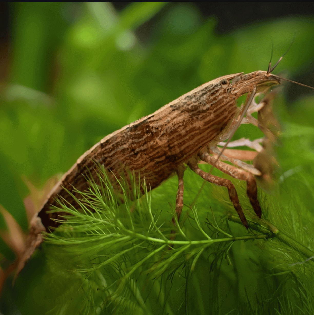 Bamboo Shrimp