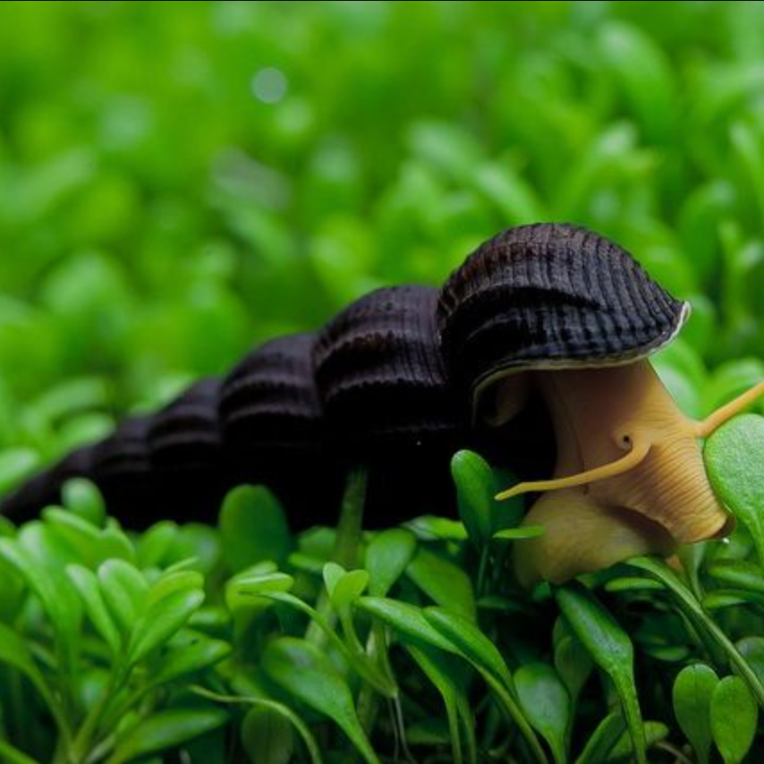 Yellow Rabbit Snail