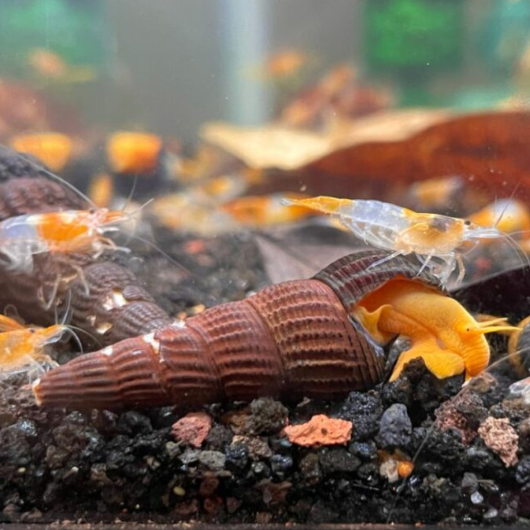 Orange Rabbit Snail