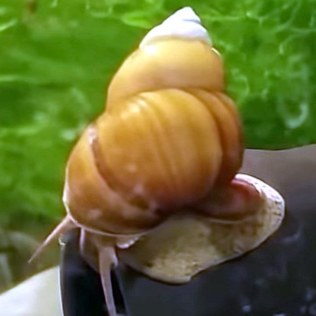 Chinese Mystery Snail (Trap-Door) - Canada Guppies
