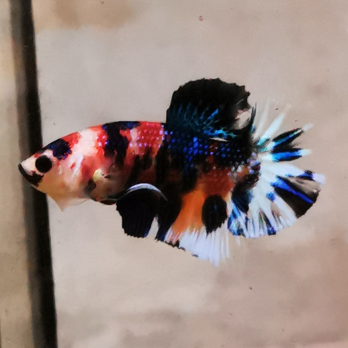 Premium Candy Multicolour Halfmoon Plakat #11