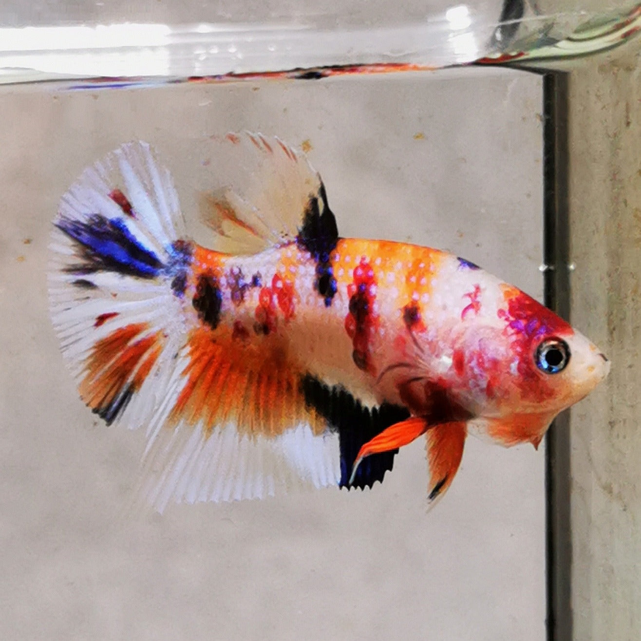 Premium Candy Multicolour Halfmoon Plakat #16