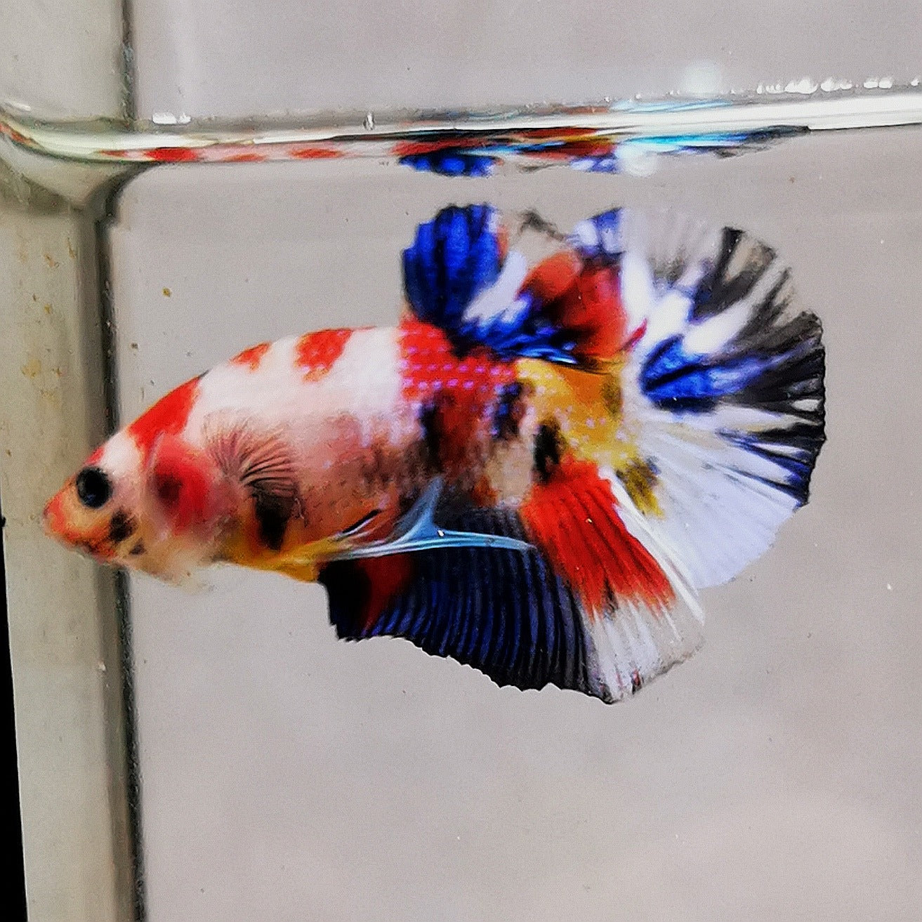 Premium Candy Multicolour Halfmoon Plakat #18