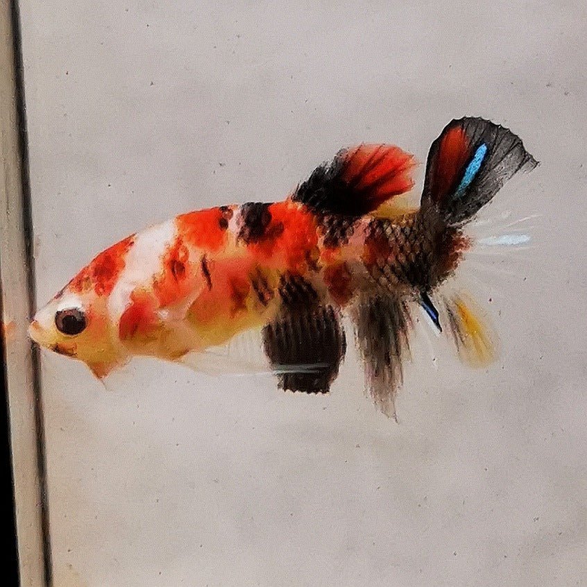 Premium Candy Multicolour Halfmoon Plakat #2