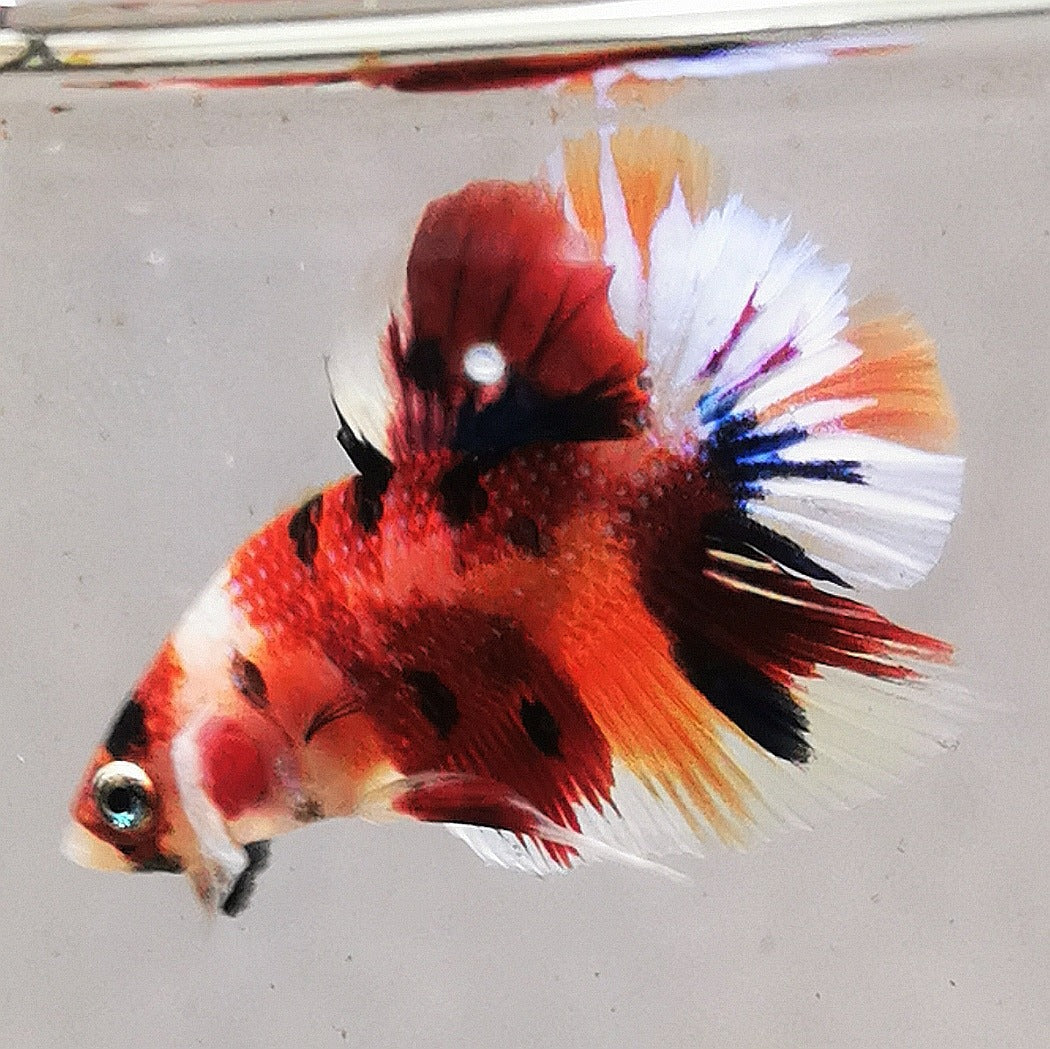 Premium Candy Multicolour Halfmoon Plakat #29