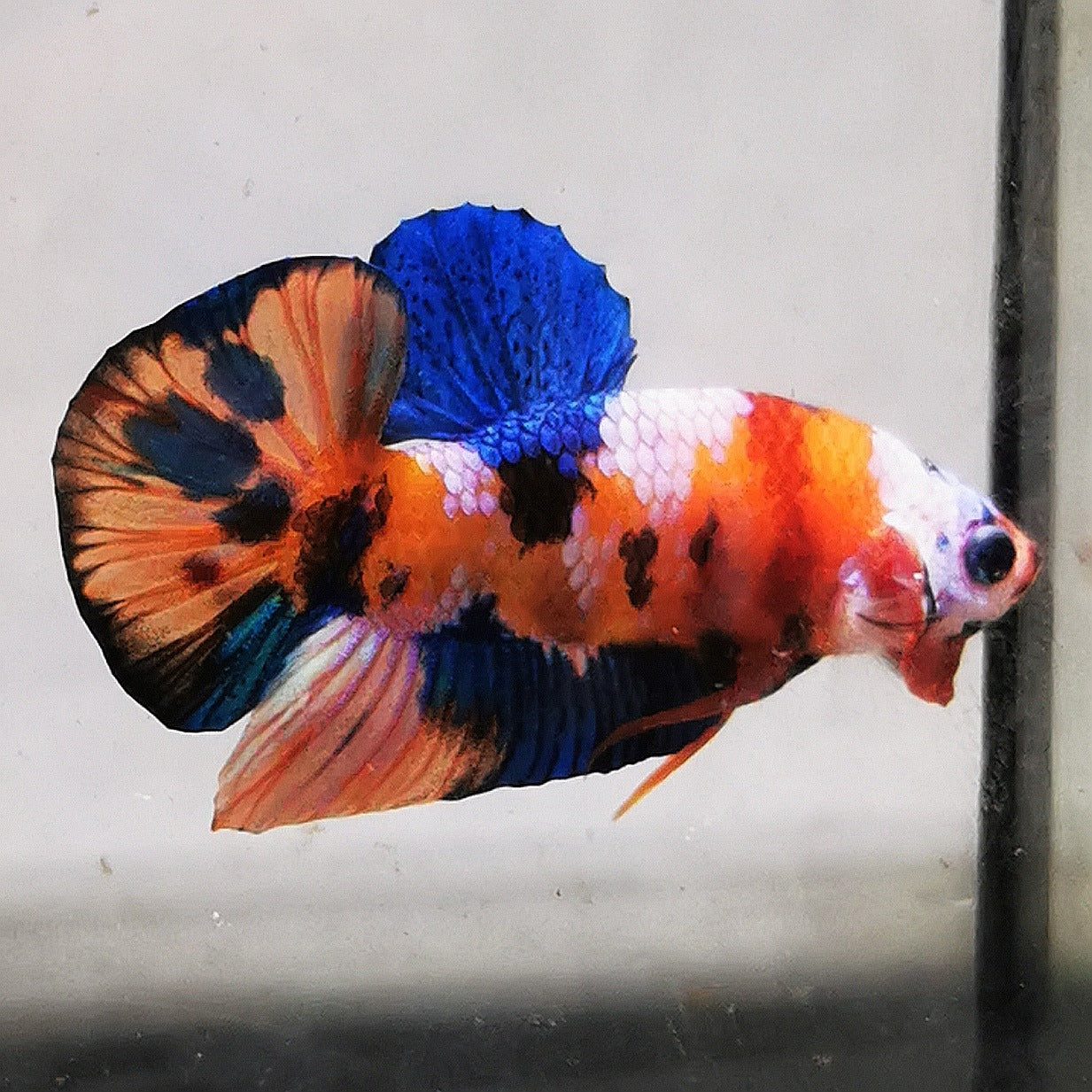 Premium Candy Multicolour Halfmoon Plakat #30