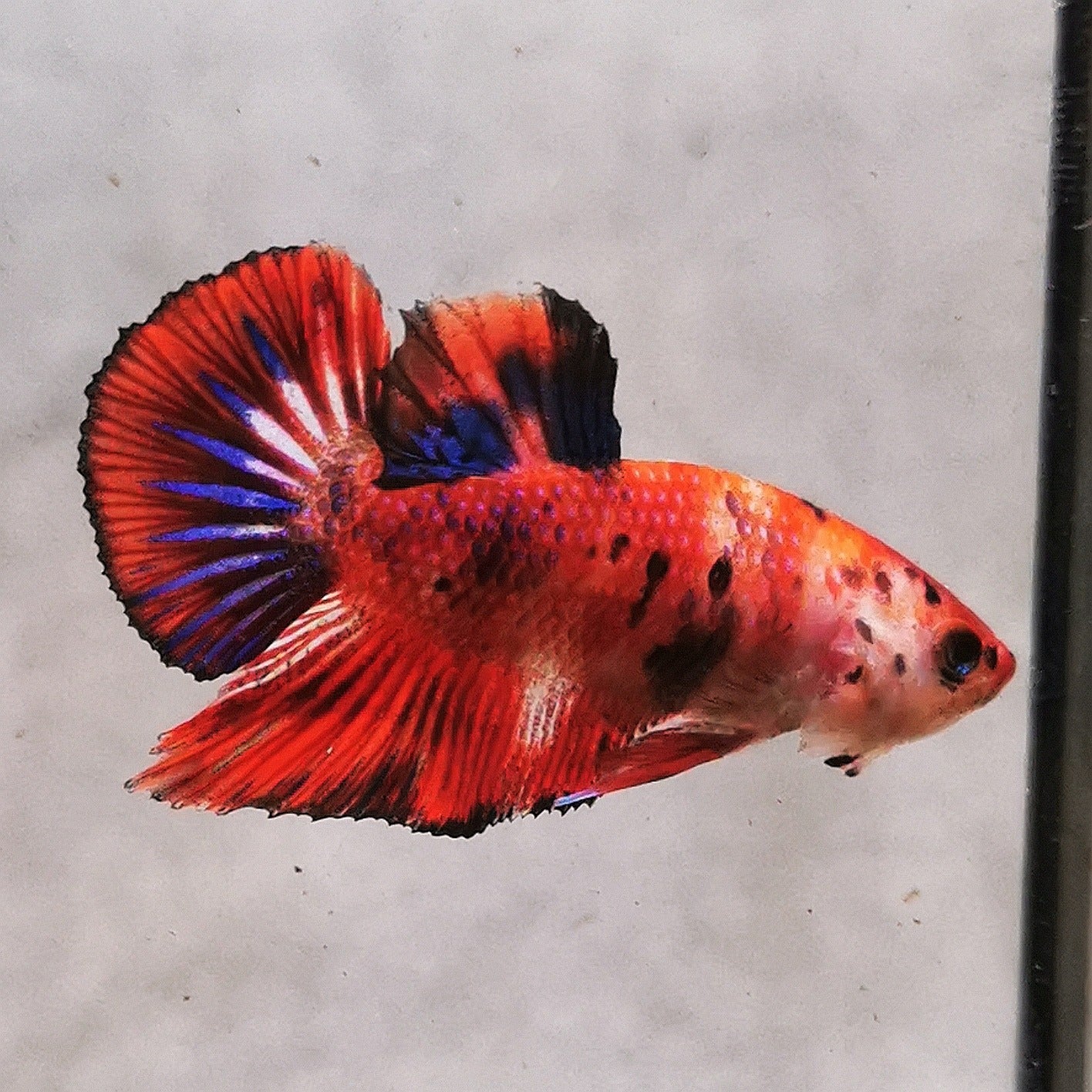 Premium Candy Multicolour Halfmoon Plakat #32