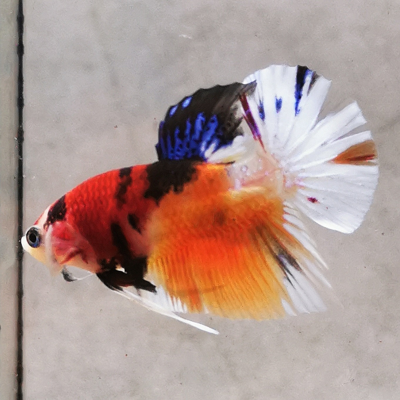 WhatsAppImage2026-01-19at00.10.05_13