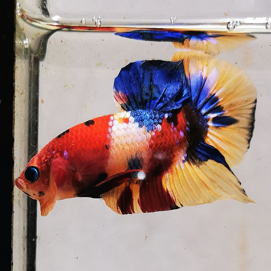 WhatsAppImage2026-01-19at00.10.05_15_be411d20-cbbe-4ae5-8036-9a41cf4d267b