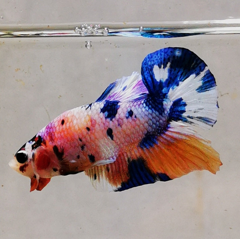 WhatsAppImage2026-01-19at00.10.05_16