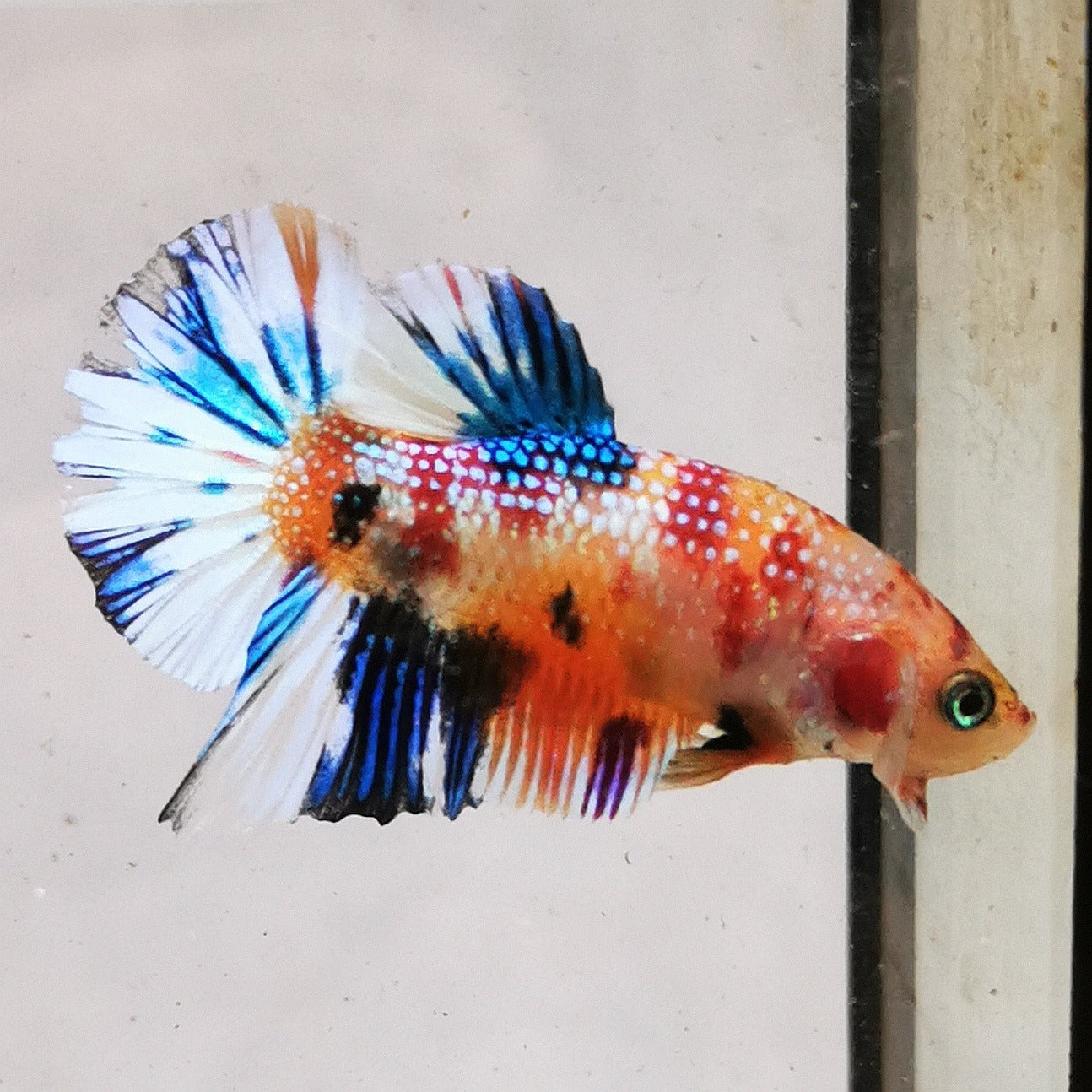 WhatsAppImage2026-01-19at00.10.05_18