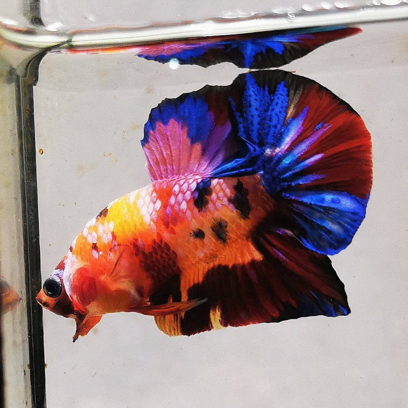 Premium Candy Multicolour Halfmoon Plakat #20