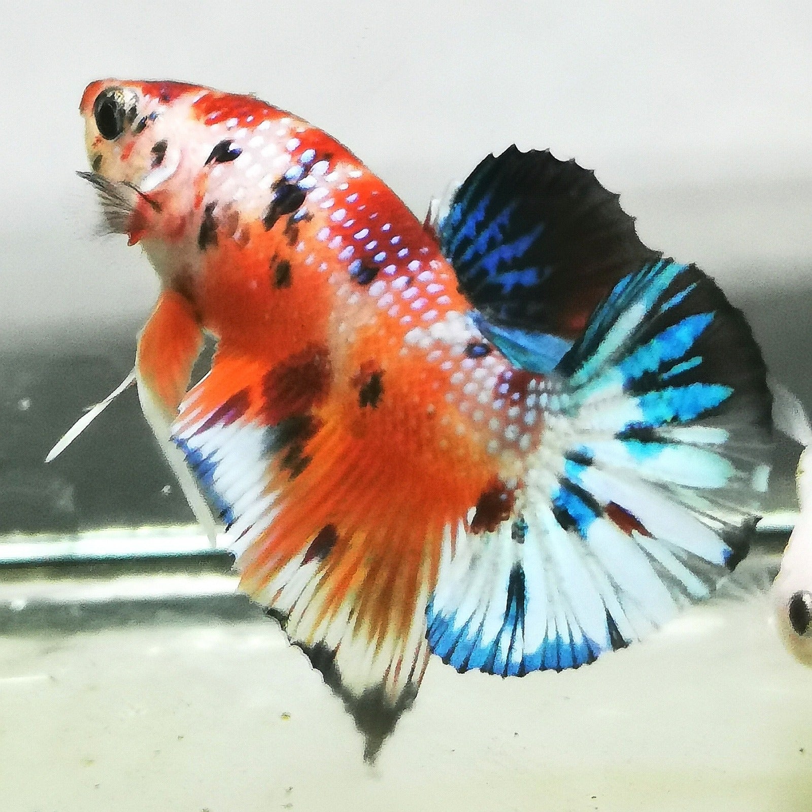 Premium Candy Multicolour Halfmoon Plakat #21