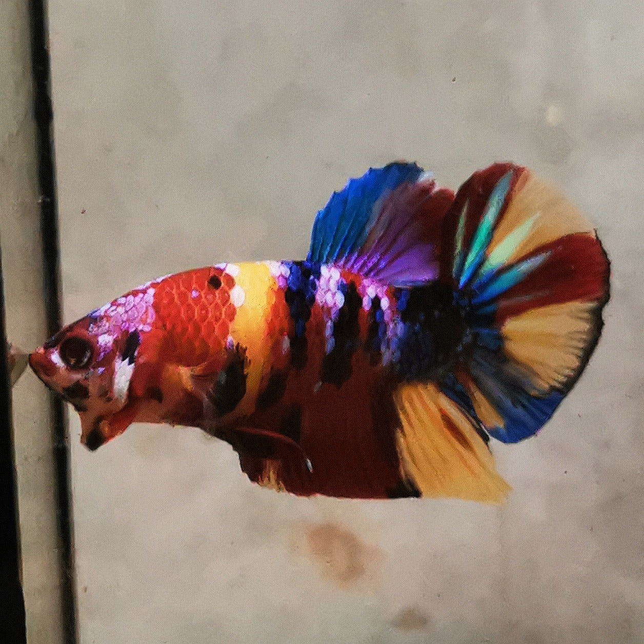 WhatsAppImage2026-01-19at00.10.05_21