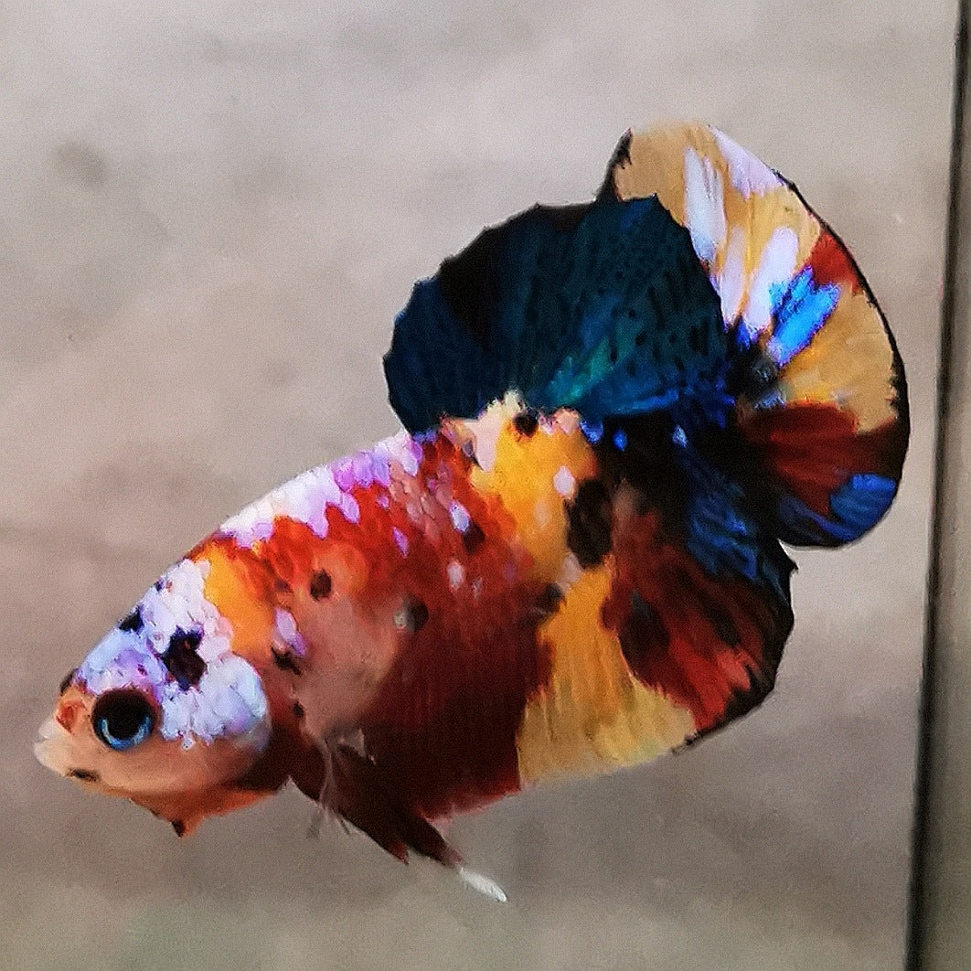 WhatsAppImage2026-01-19at00.10.05_23