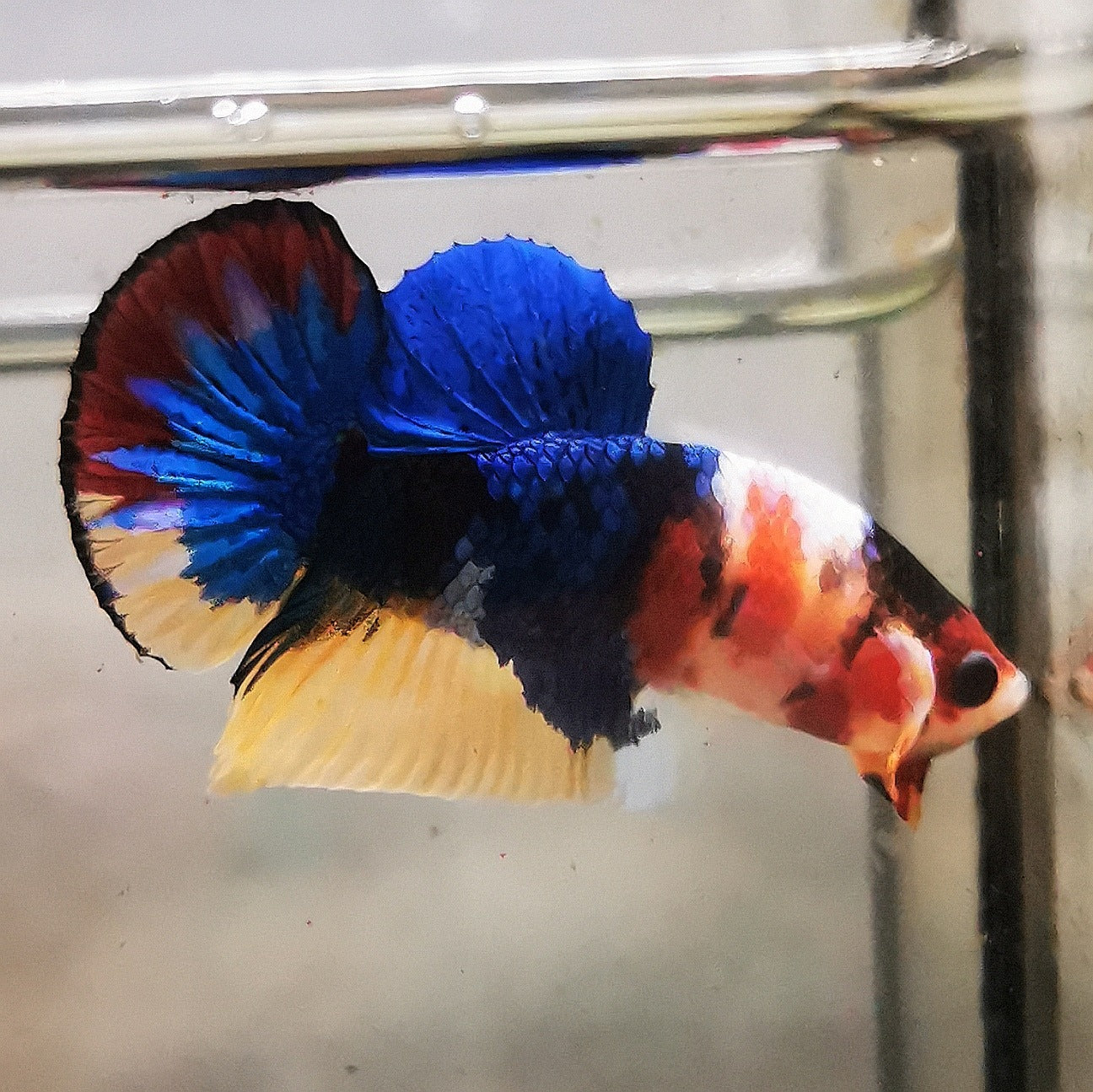 WhatsAppImage2026-01-19at00.10.05_29