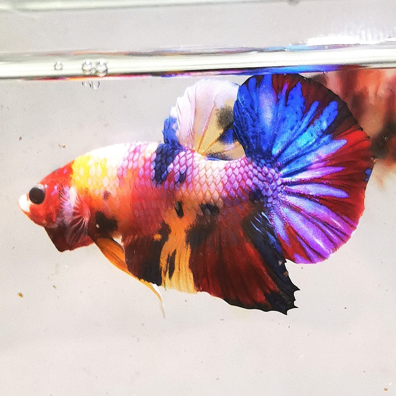 Premium Candy Multicolour Halfmoon Plakat #22