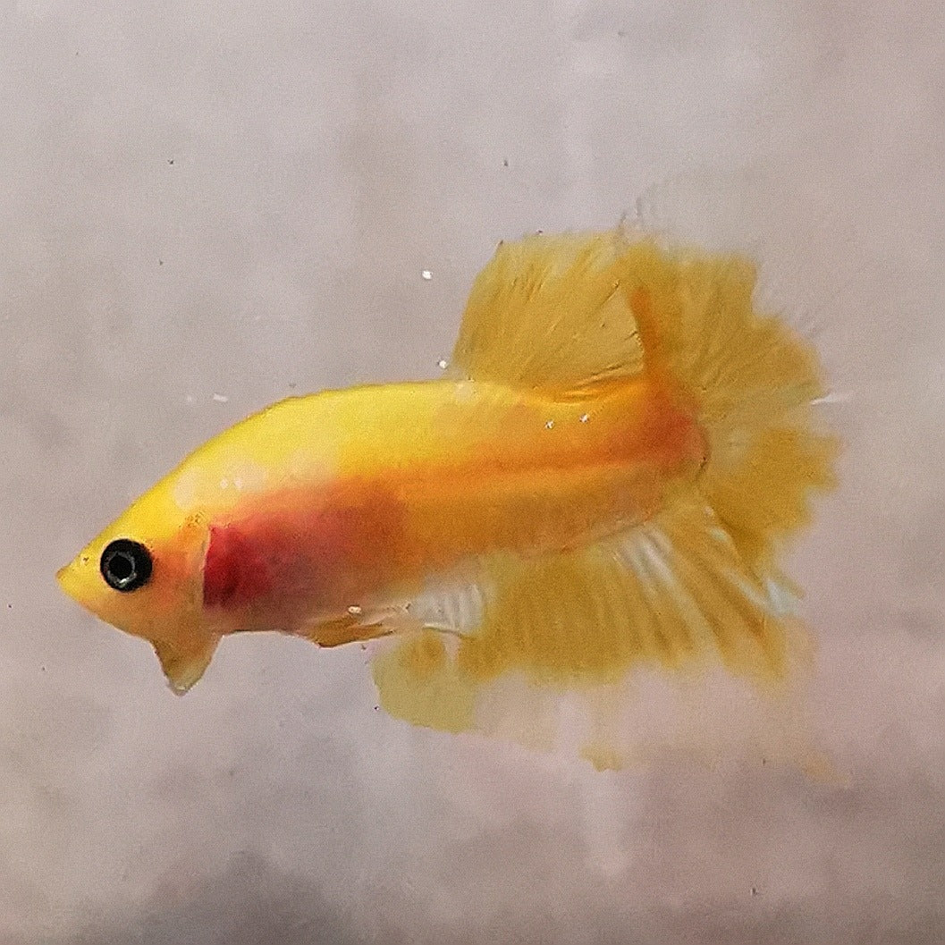 WhatsAppImage2026-01-19at00.10.05_30