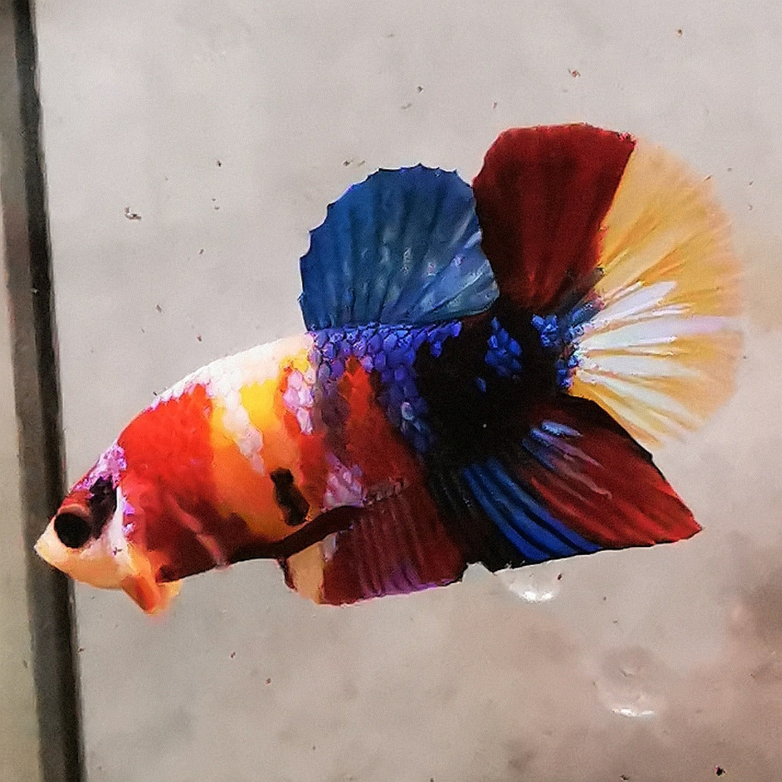 Premium Candy Multicolour Halfmoon Plakat #31