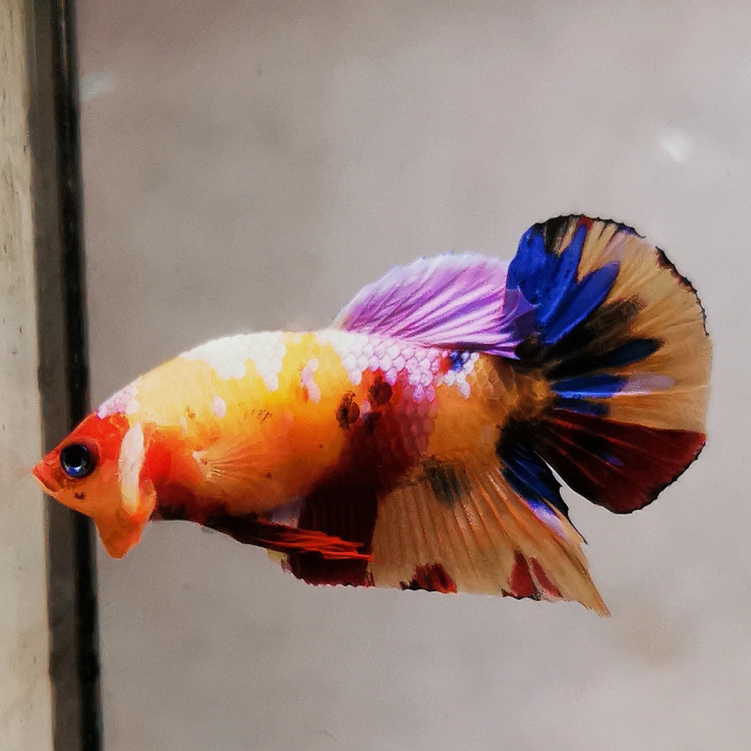 WhatsAppImage2026-01-19at00.10.05_32