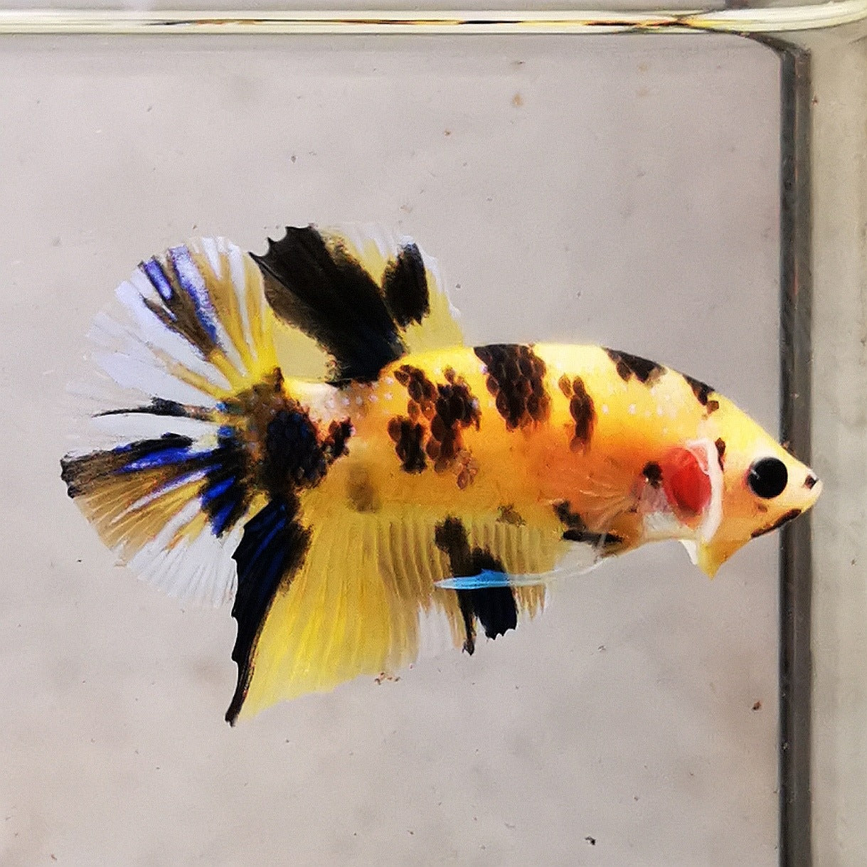 WhatsAppImage2026-01-19at00.10.05_33