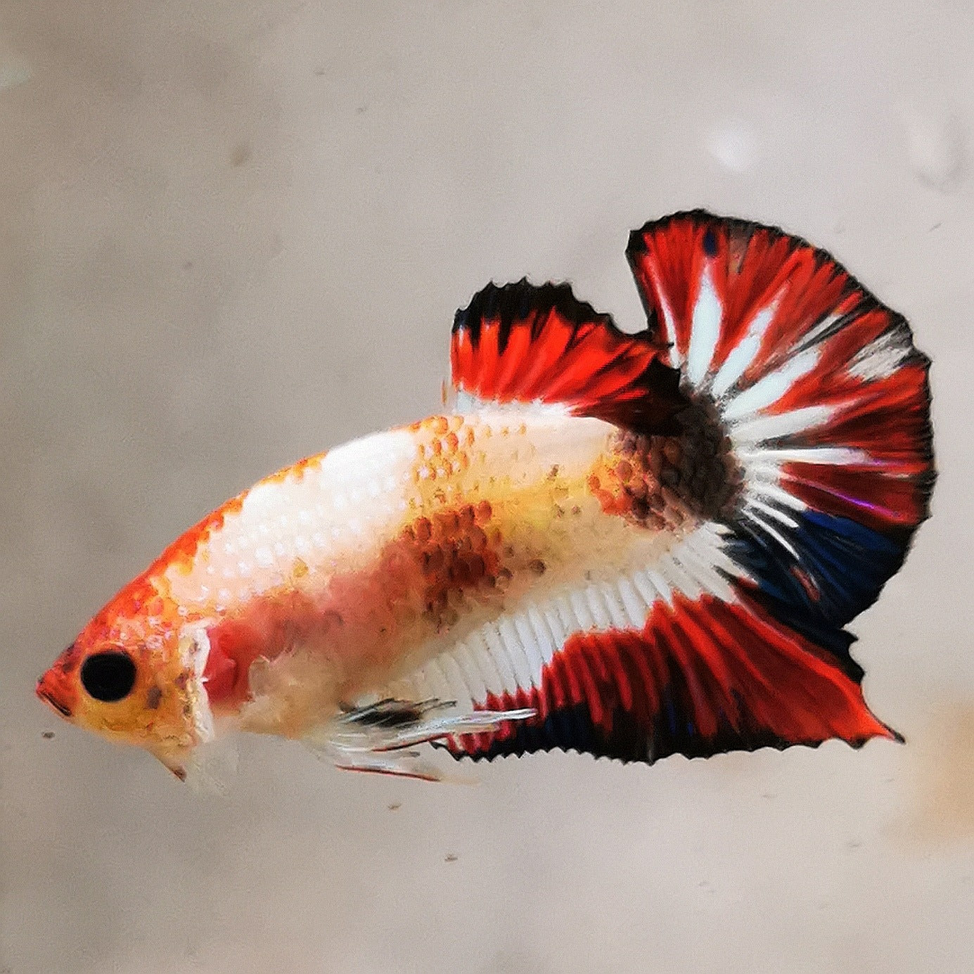 WhatsAppImage2026-01-19at00.10.05_38