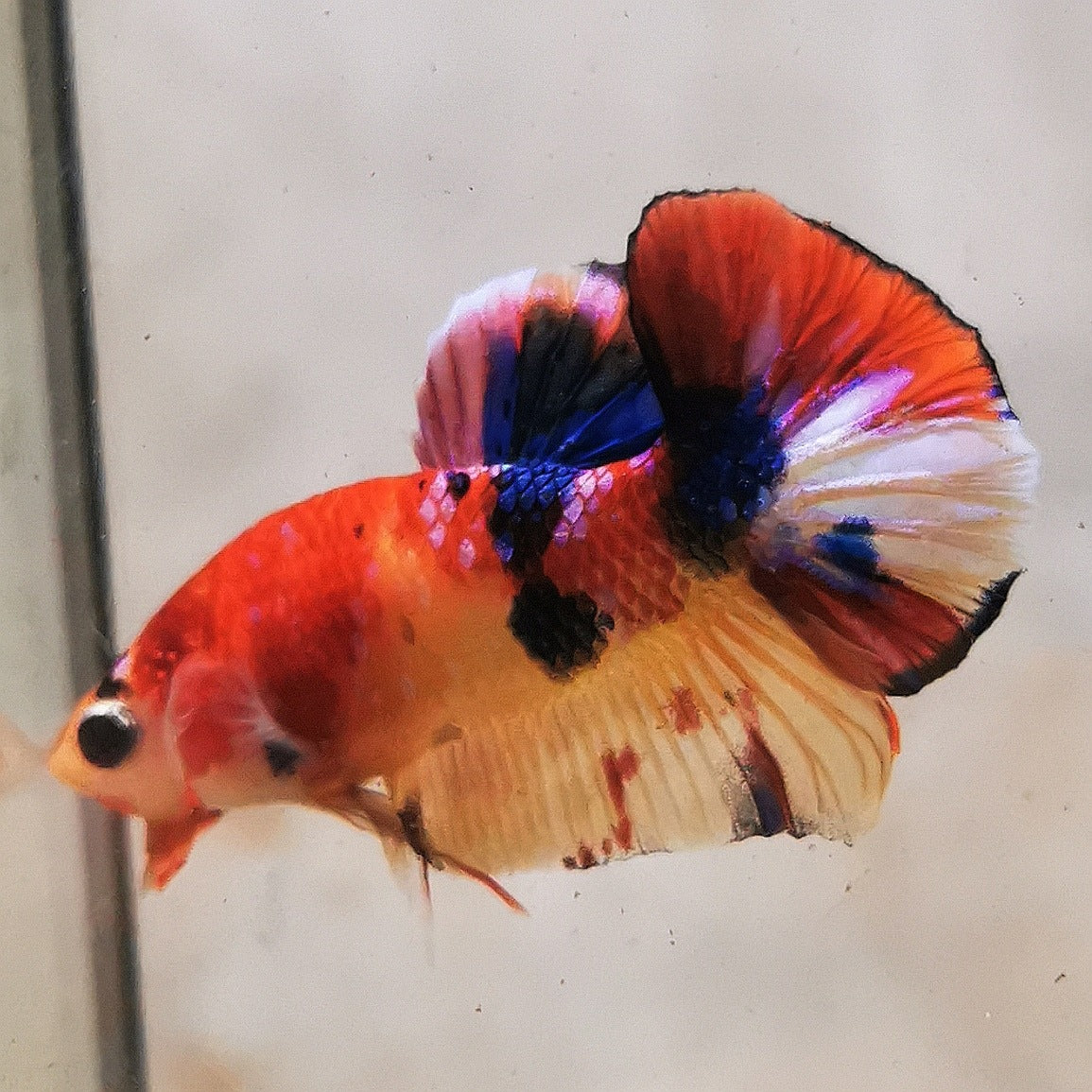 WhatsAppImage2026-01-19at00.10.05_39_e560eca0-fb13-4064-84fb-8e2679f2ceb5